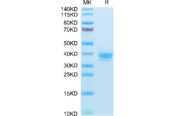 Apelin Protein (APLN) (AA 23-77) (Fc Tag)