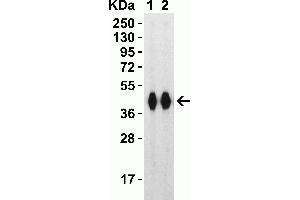 Western Blot Validation with SARS-CoV-2 (COVID-19) Spike RBD+SD1 Recombinant ProteinLoading: 30 ng per lane of SARS-CoV-2 (COVID-19) Spike RBD+SD1 recombinant protein, 10-304. (SARS-CoV-2 Spike 抗体  (RBD))