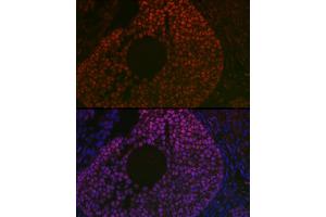 Immunofluorescence analysis of mouse ovary using FOXL2 Rabbit pAb (ABIN7267239) at dilution of 1:100 (40x lens). (FOXL2 抗体  (C-Term))
