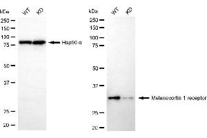 Western blotting analysis using melanocortin 1 receptor antibody (ABIN7799354). (Recombinant MC1 Receptor 抗体)