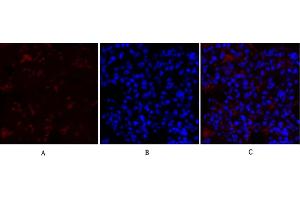 Immunofluorescence analysis of rat lung tissue. (COL2A1 抗体  (AA 70-150))