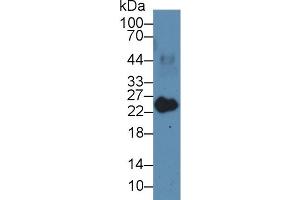 Western Blotting (WB) image for anti-Myosin, Light Chain 3 (MYL3) (AA 5-181) antibody (ABIN7439033)