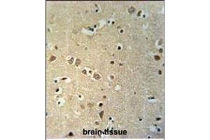 KCTD21 Antibody (C-term) (ABIN651600 and ABIN2840317) immunohistochemistry analysis in formalin fixed and paraffin embedded human brain tissue followed by peroxidase conjugation of the secondary antibody and DAB staining. (KCTD21 抗体  (C-Term))