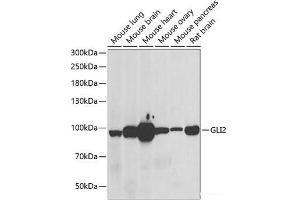 Western blot analysis of extracts of various cell lines using GLI2 Polyclonal Antibody at dilution of 1:1000. (GLI2 抗体)