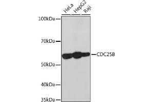 Western blot analysis of extracts of various cell lines, using CDC25B Rabbit mAb (ABIN7266250) at 1:1000 dilution. (CDC25B 抗体)