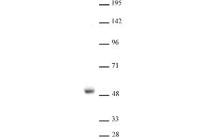 LXR-a antibody (pAb) tested by Western blot. (LXR-alpha (N-Term) 抗体)