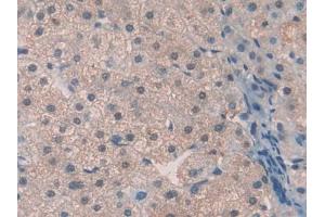 DAB staining on IHC-P; Samples: Human Liver Tissue (Thrombopoietin 抗体  (AA 22-349))