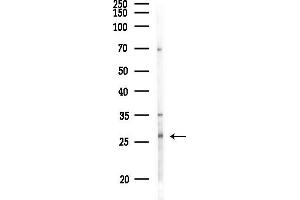 anti-Ornithine Decarboxylase Antizyme 3 (OAZ3) (Internal Region) antibody
