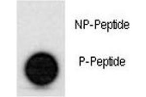 Dot Blot (DB) image for anti-Tumor Protein P53 (TP53) (pSer315) antibody (ABIN3029388)