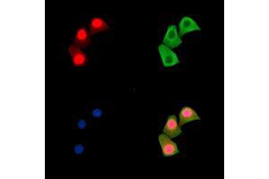 ABIN7095507 and ABIN7099564 staining Hela cells by IF/ICC. (CAND1 抗体)