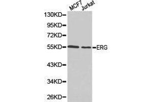 Western Blotting (WB) image for anti-ERG, ETS transcription factor (ERG) antibody (ABIN1872583) (ERG 抗体)