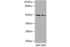 Western blot All lanes: HTR3Bantibody at 3. (Serotonin Receptor 3B 抗体  (AA 22-238))