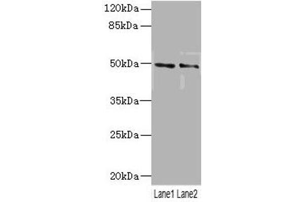 Serotonin Receptor 3B 抗体  (AA 22-238)