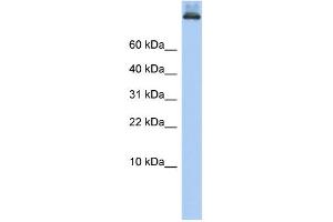 WB Suggested Anti-COPA Antibody Titration: 0. (COPA 抗体  (Middle Region))