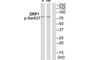 Western Blotting (WB) image for anti-Dynamin 1-Like (DNM1L) (pSer637) antibody (ABIN1847883) (Dynamin 1-Like 抗体  (pSer637))