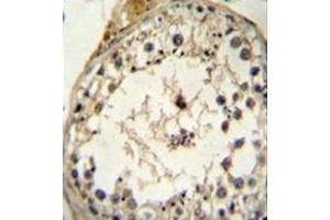 Immunohistochemistry analysis in formalin fixed and paraffin embedded human testis tissue reacted with BMP13 / GDF6 Antibody (N-term) followed by peroxidase conjugation of the secondary antibody and DAB staining. (GDF6 抗体  (N-Term))
