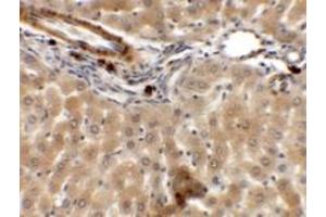 Immunohistochemistry of ARHGAP39 in rat liver tissue with ARHGAP39 antibody at 5 ug/mL. (PAS1C1 抗体  (Middle Region))