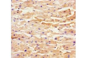 Immunohistochemistry of paraffin-embedded human heart tissue using ABIN7169437 at dilution of 1:100 (SHD 抗体  (AA 1-300))