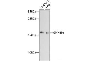 Western blot analysis of extracts of various cell lines using GPIHBP1 Polyclonal Antibody at dilution of 1:3000. (GPIHBP1 抗体)