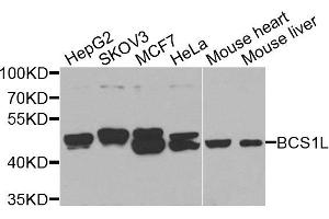 Western blot analysis of extracts of various cell lines, using BCS1L antibody. (BCS1L 抗体  (AA 33-240))