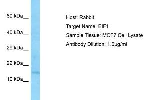 Host: RabbitTarget Name: EIF1Antibody Dilution: 1. (EIF1 抗体  (Middle Region))
