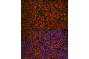 Immunofluorescence analysis of mouse embryos cells using PTCH1 antibody (ABIN7269184) at dilution of 1:100. (Patched 1 抗体  (AA 770-970))