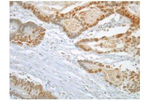 Image no. 2 for anti-MAD2 Mitotic Arrest Deficient-Like 1 (Yeast) (MAD2L1) antibody (ABIN108556)