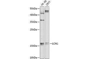 Western blot analysis of extracts of various cell lines, using LCN1 antibody  at 1:1000 dilution. (Lipocalin 1 抗体  (AA 19-176))