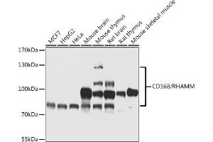 Western blot analysis of extracts of various cell lines, using CD168/RHAMM antibody (ABIN6131277, ABIN6138122, ABIN6138123 and ABIN6217264) at 1:1000 dilution. (HMMR 抗体)