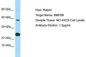 Host: Rabbit Target Name: BMP8B Sample Type: NCI-H226 Whole Cell lysates Antibody Dilution: 1. (BMP8B 抗体  (N-Term))