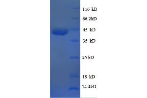SDS-PAGE (SDS) image for Bone Morphogenetic Protein 7 (BMP7) (AA 293-431) protein (GST tag) (ABIN4982784) (BMP7 Protein (AA 293-431) (GST tag))