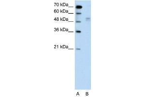 WB Suggested Anti-WWP2  Antibody Titration: 0. (WWP2 抗体  (Middle Region))