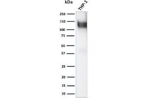 Western Blot Analysis of human THP-1 cell lysate using CD31 Rabbit Polyclonal Antibody (CD31 抗体)