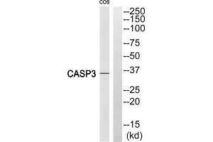 Western blot analysis of extracts from COS 7 cells, using Caspase 3 (Cleaved-Ser29) antibody. (Caspase 3 抗体  (Cleaved-Ser29, N-Term))