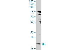 IL17F MaxPab rabbit polyclonal antibody. (IL17F 抗体  (AA 1-163))