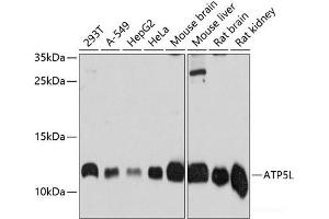 Western blot analysis of extracts of various cell lines using ATP5L Polyclonal Antibody at dilution of 1:3000. (ATP5L 抗体)