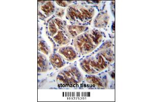 Connexin 37 Antibody (GJA4) immunohistochemistry analysis in formalin fixed and paraffin embedded human stomach tissue followed by peroxidase conjugation of the secondary antibody and DAB staining. (GJA4 抗体  (C-Term))