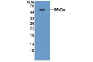 Detection of Recombinant KLK8, Rat using Polyclonal Antibody to Kallikrein 8 (KLK8) (Kallikrein 8 抗体  (AA 34-260))