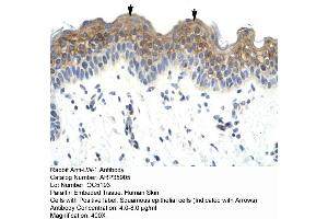 Human Skin (HSFX1 抗体  (Middle Region))