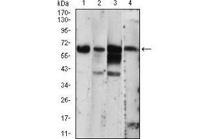 Western blot analysis using EIF2AK2 mouse mAb against A431 (1), THP-1 (2), MCF-7 (3), PC-12 (4) cell lysate.