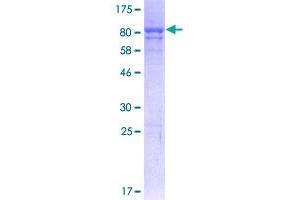 P4HB Protein (AA 1-508) (GST tag)