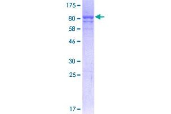 P4HB Protein (AA 1-508) (GST tag)