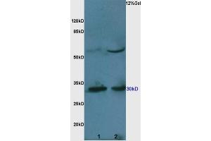 SDS-PAGE (SDS) image for anti-Caspase 3 (CASP3) (AA 11-120) antibody (ABIN747728)