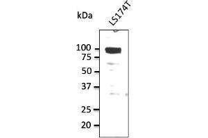 Western Blotting (WB) image for anti-Sodium Potassium ATPase, alpha1 (ATP1A1) (N-Term) antibody (ABIN7272975) (ATP1A1 抗体  (N-Term))