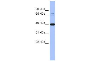 WB Suggested Anti-MAPK3 Antibody Titration: 0. (ERK1 抗体  (Middle Region))