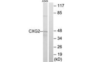 Western blot analysis of extracts from A549 cells, using CXG2 Antibody. (GJC2 抗体  (AA 21-70))