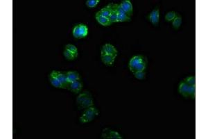 Immunofluorescence (IF) image for anti-Protein Phosphatase 1F (PP2C Domain Containing) (PPM1F) (AA 1-76) antibody (ABIN7165944)