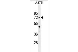 TRIM56 Antibody (C-term) (ABIN655758 and ABIN2845201) western blot analysis in  cell line lysates (35 μg/lane).