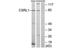 Western blot analysis of extracts from K562 cells/A549 cells, using CSRL1 Antibody. (CSRL1 (AA 400-449) 抗体)