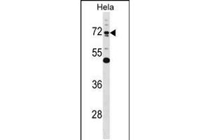 Western blot analysis in Hela cell line lysates (35ug/lane). (Epsin 1 抗体  (AA 203-232))